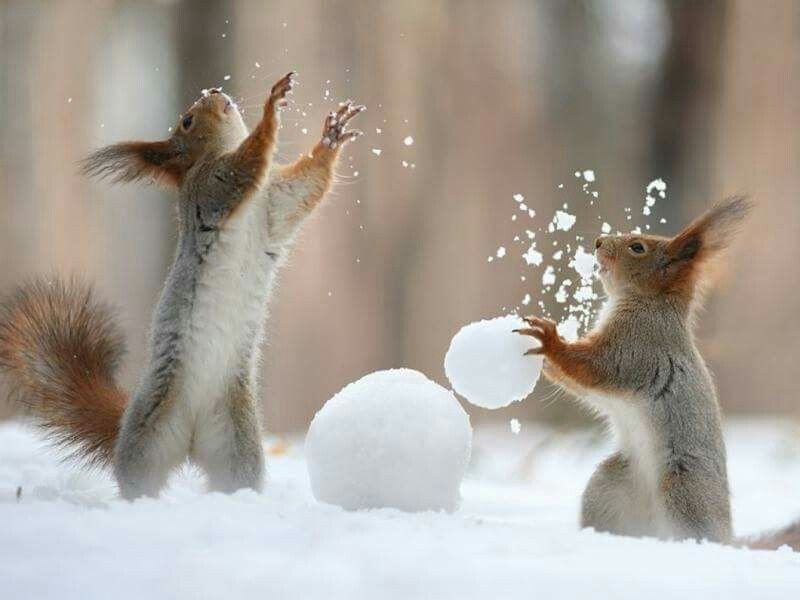 Снежное утро