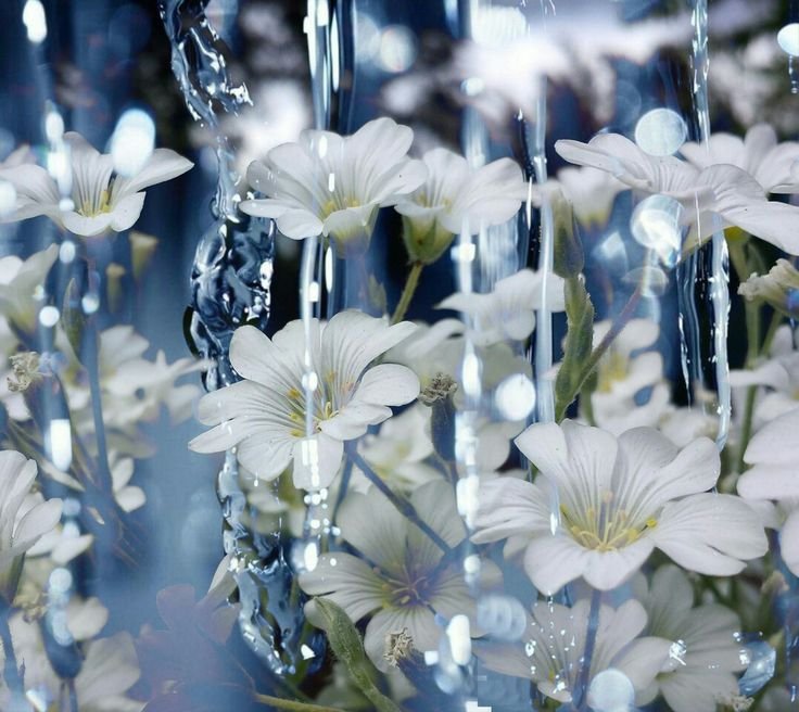 Цветы на заставку