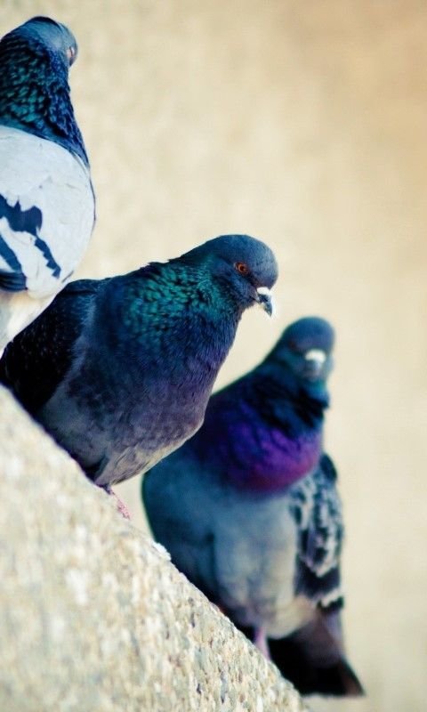 Необычные голуби