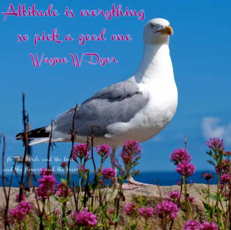 Морские птицы морские птицы