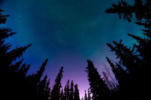 Звездное небо в лесу