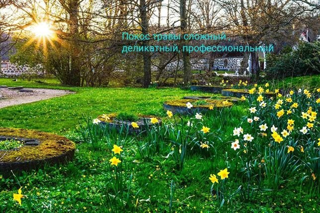 Нарциссы в Аптекарском огороде