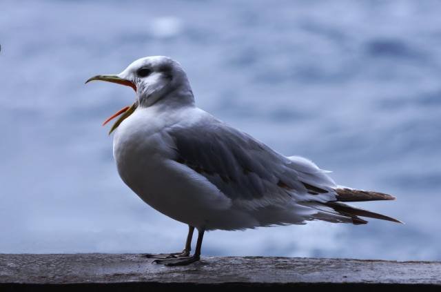 Чайка смеется