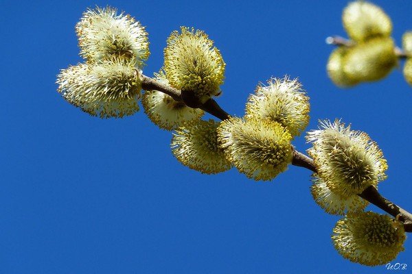 Верба растение