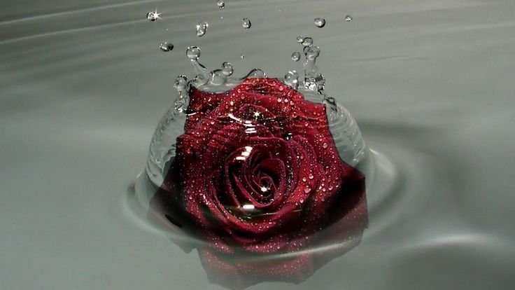 Красные розы