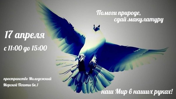 Голубь обои