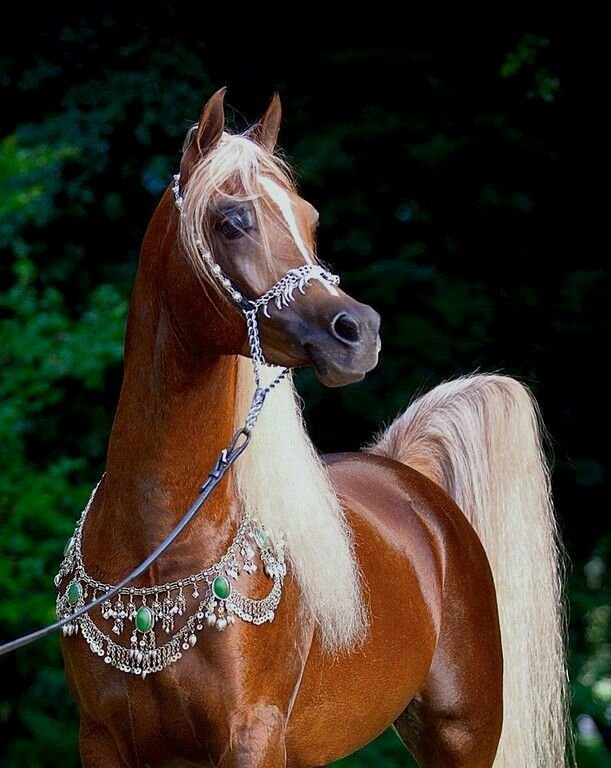 Арабская лошадь (арабский скакун)