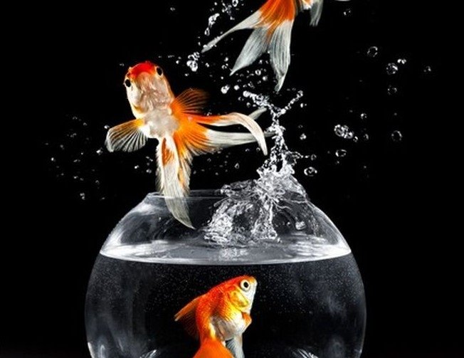 Заставка на телефон Золотая рыбка