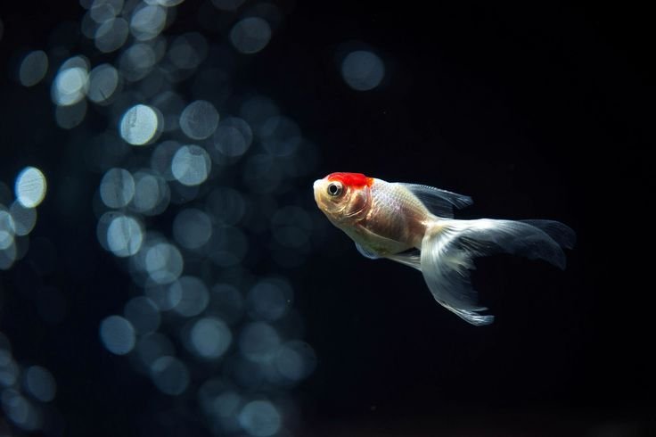 Фон для рабочего стола рыбы