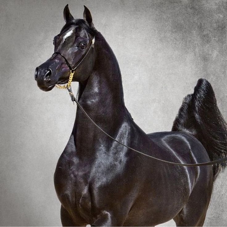 Арабо рысак