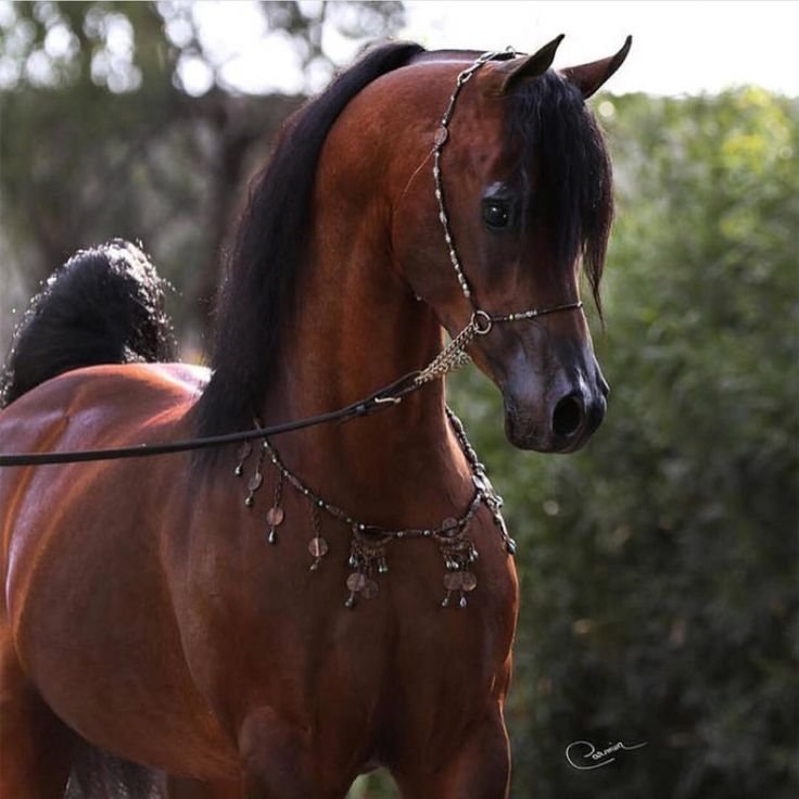 Арабская лошадь (арабский скакун)