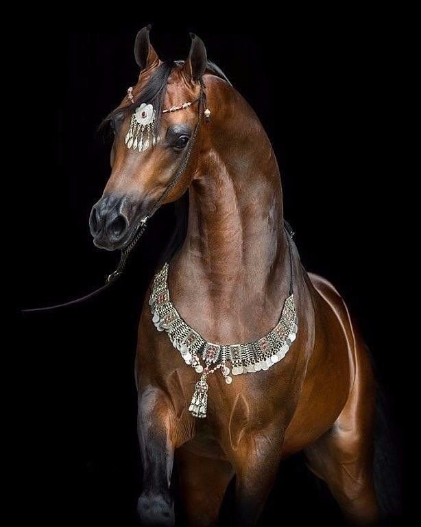 Пегий ахалтекинец