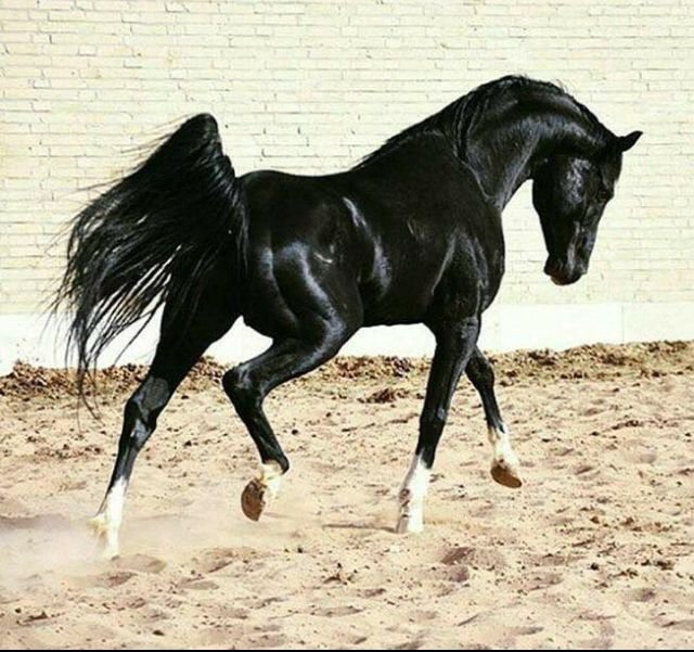 Арабская лошадь (арабский скакун)