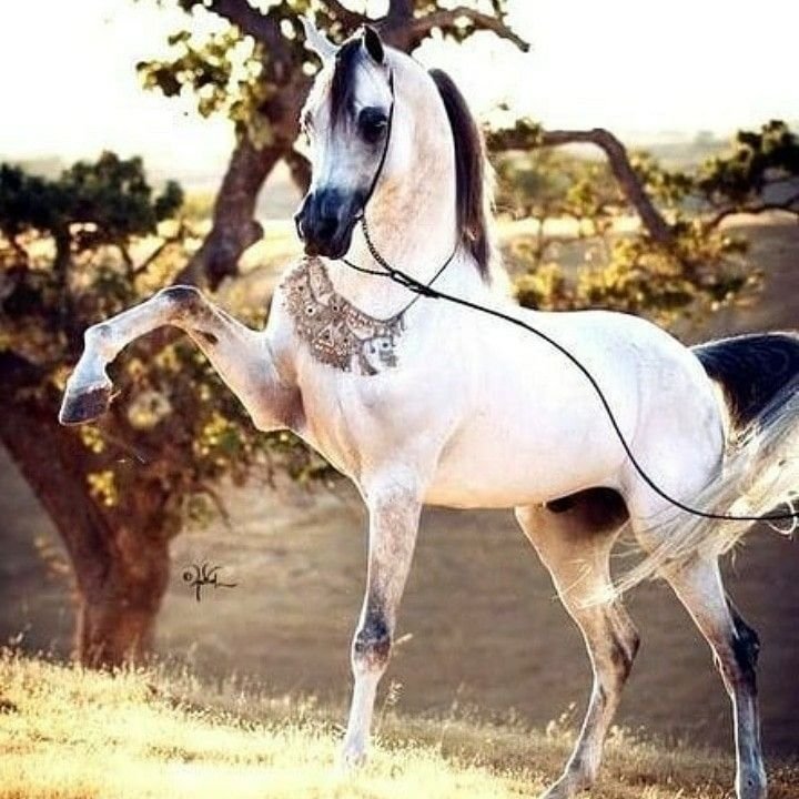 Арабская лошадь (арабский скакун)