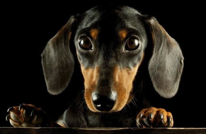 Такса гладкошерстная