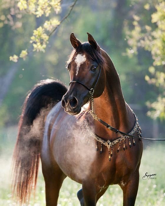 Арабская лошадь (арабский скакун)