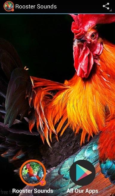 Самые красивые петухи