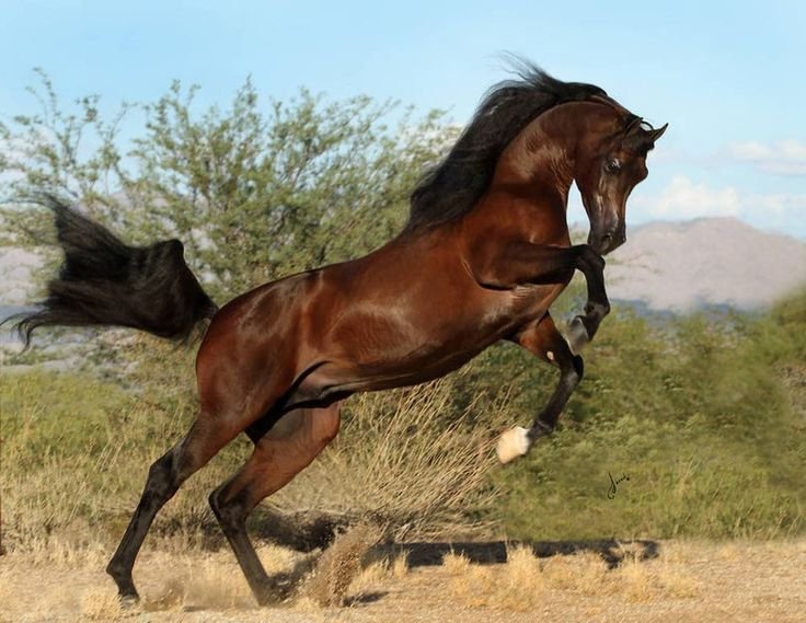 Конь арабский скакун