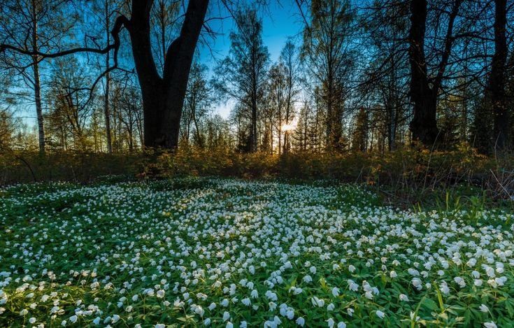 Ранняя Весна