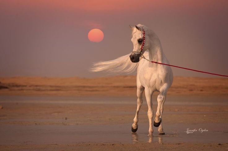 Арабская лошадь (арабский скакун)