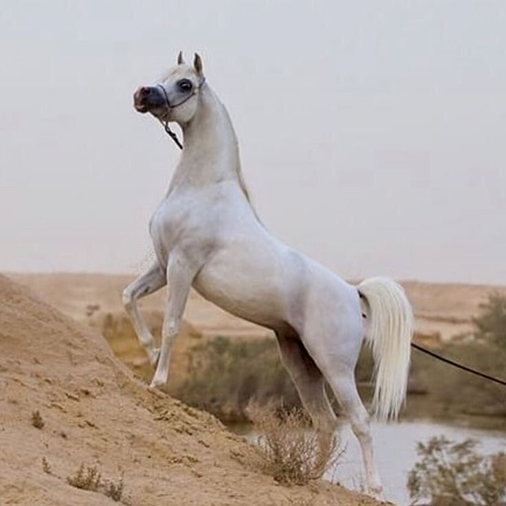 Кохейлан арабская лошадь