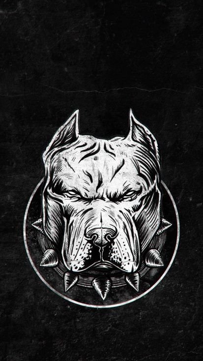 Обои с питбулем