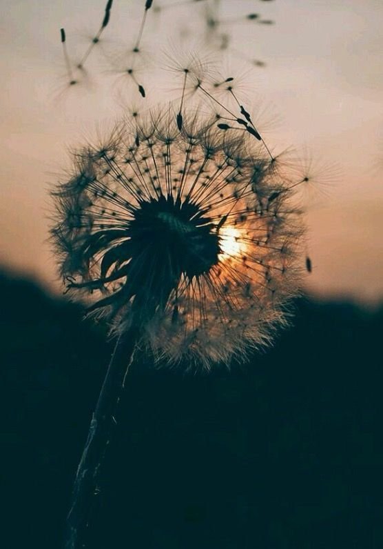 Одуванчик на черном фоне