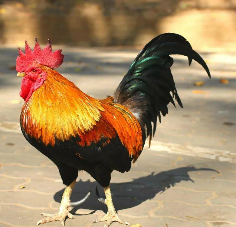 Петух (птица)