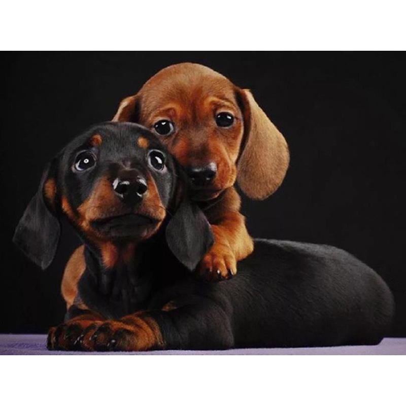 Щенки таксы