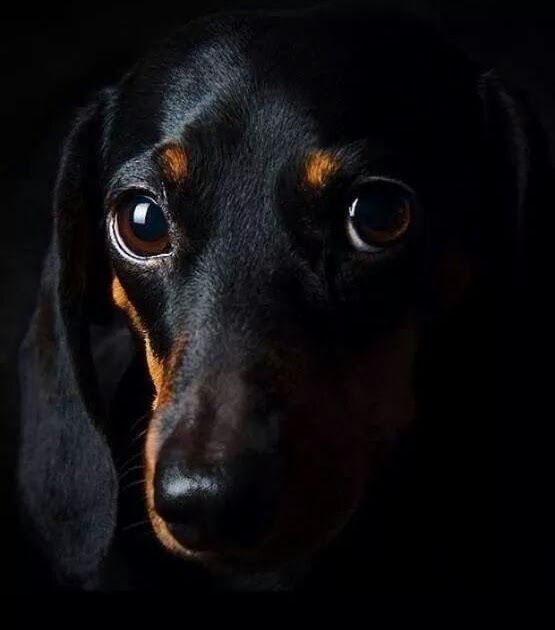 Такса на черном фоне