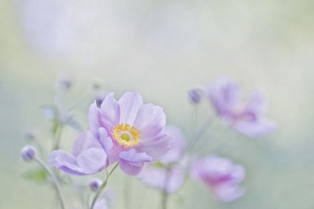 Цветочный фон