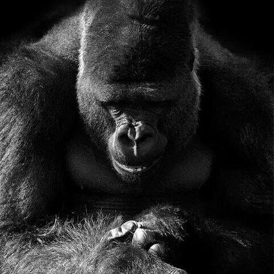 Черная горилла