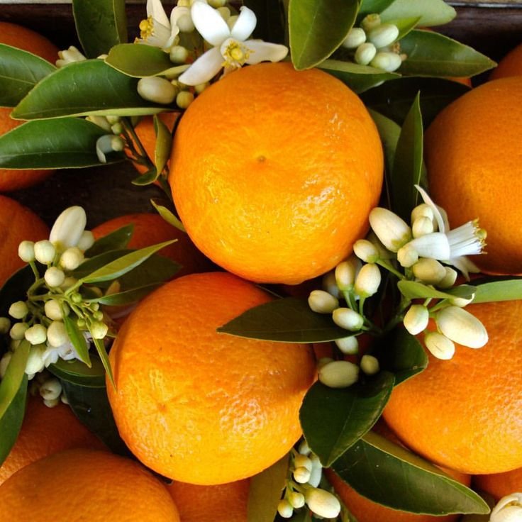 Кумкват мандарин