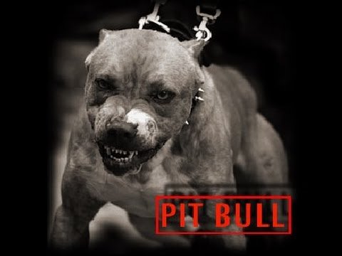 Бойцовские собаки