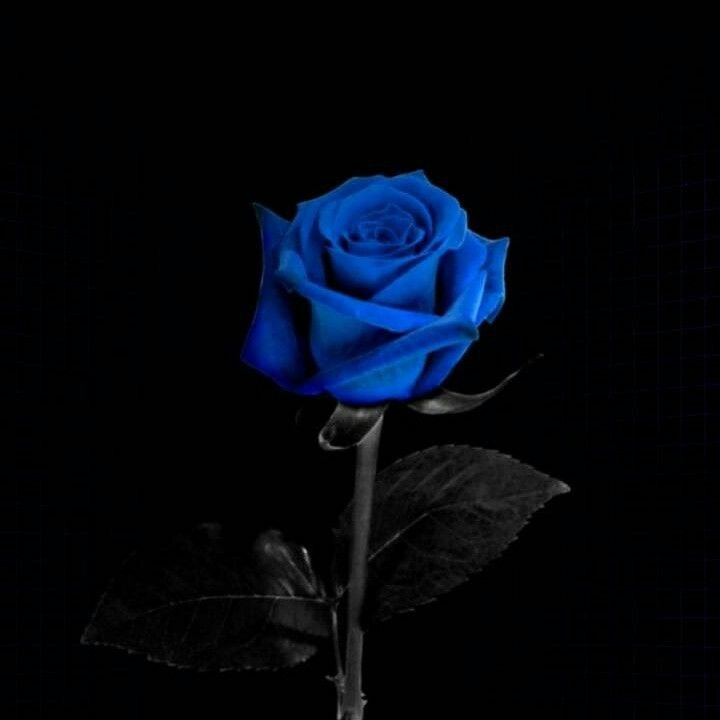 Розы на темном фоне