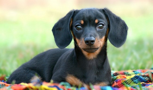 Голубая такса