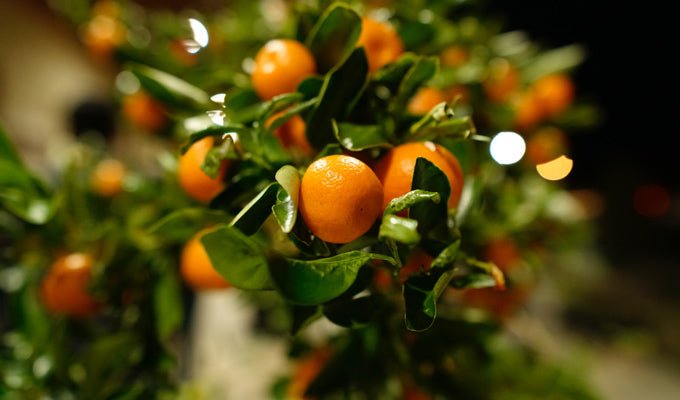 Апельсины богатство