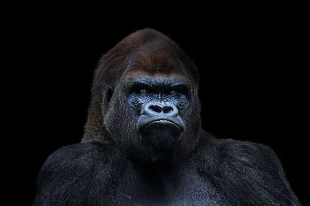 Горилла Грауэра