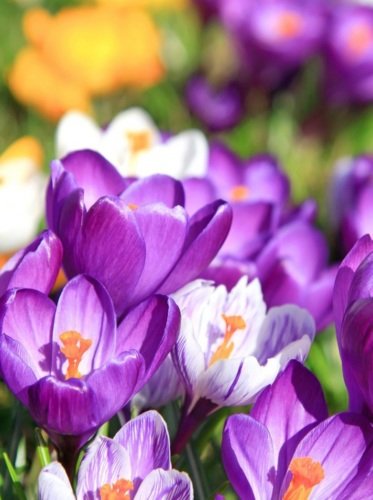 Красивые крокусы