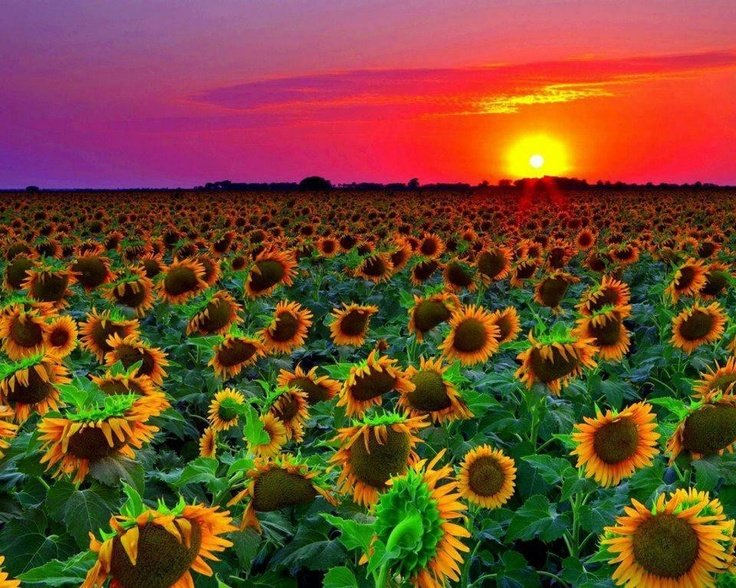 Штат Канзас Подсолнухи