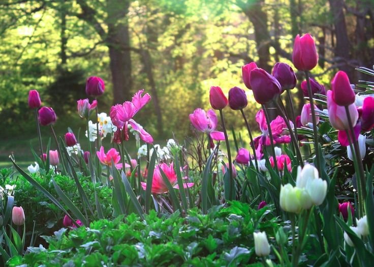 Весенние цветы