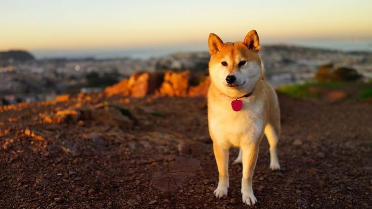Akita Inu Dog