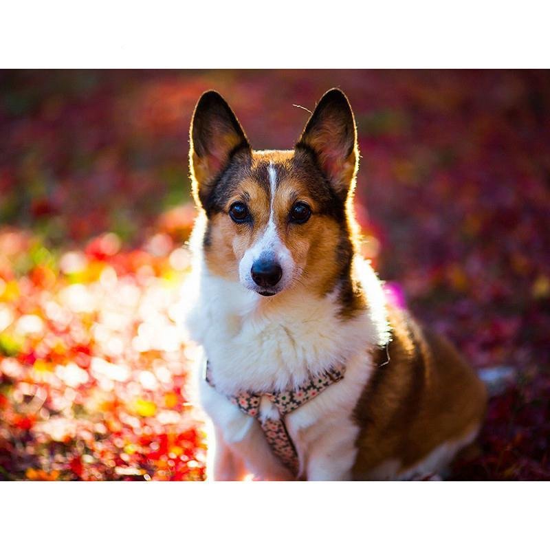 Вельш корги обои