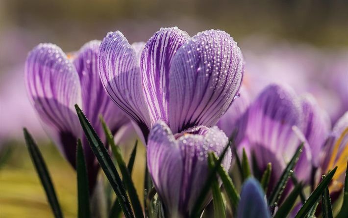 Лавандовый Крокус