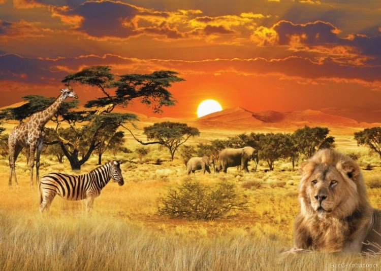 Саванна сафари