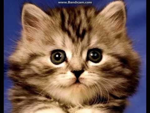 Красивые котята