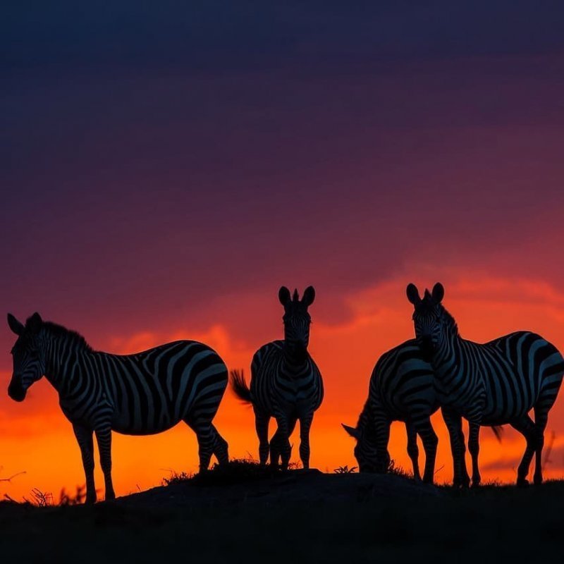 Животные Африки Зебра