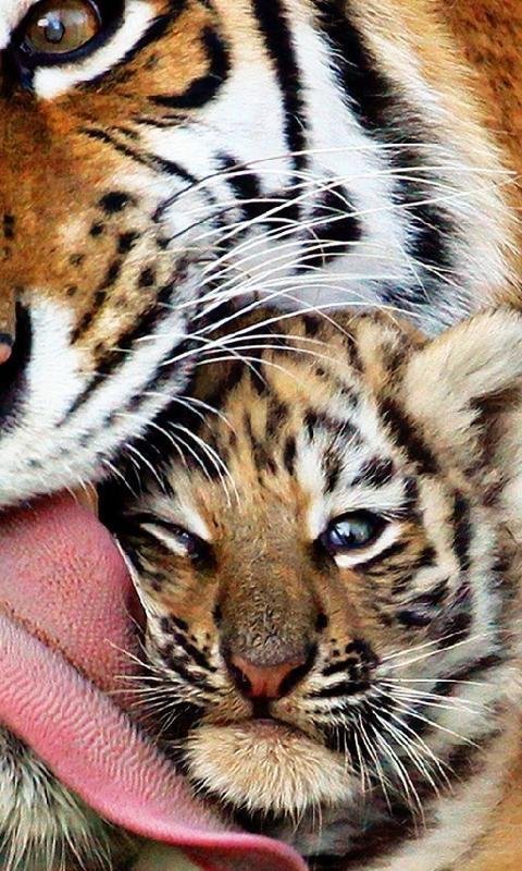 Красивый тигр