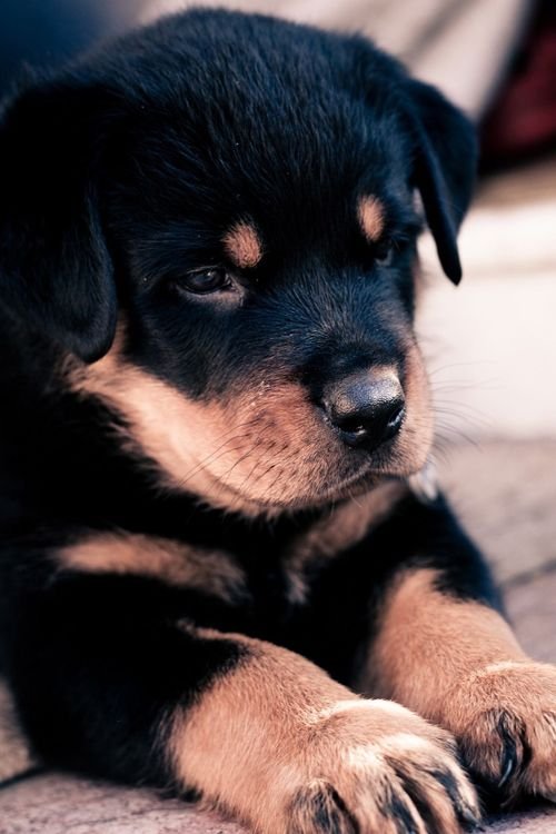 Золотистый ротвейлер собака