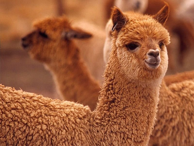 Лама Сури альпака